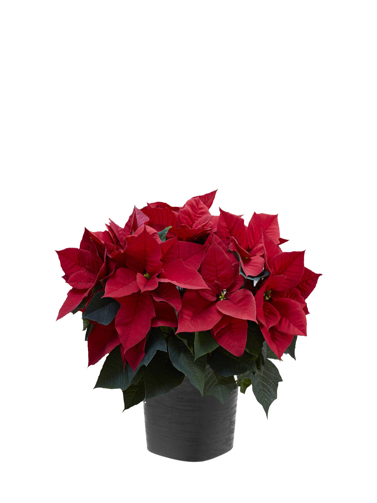 Stella di Natale grande