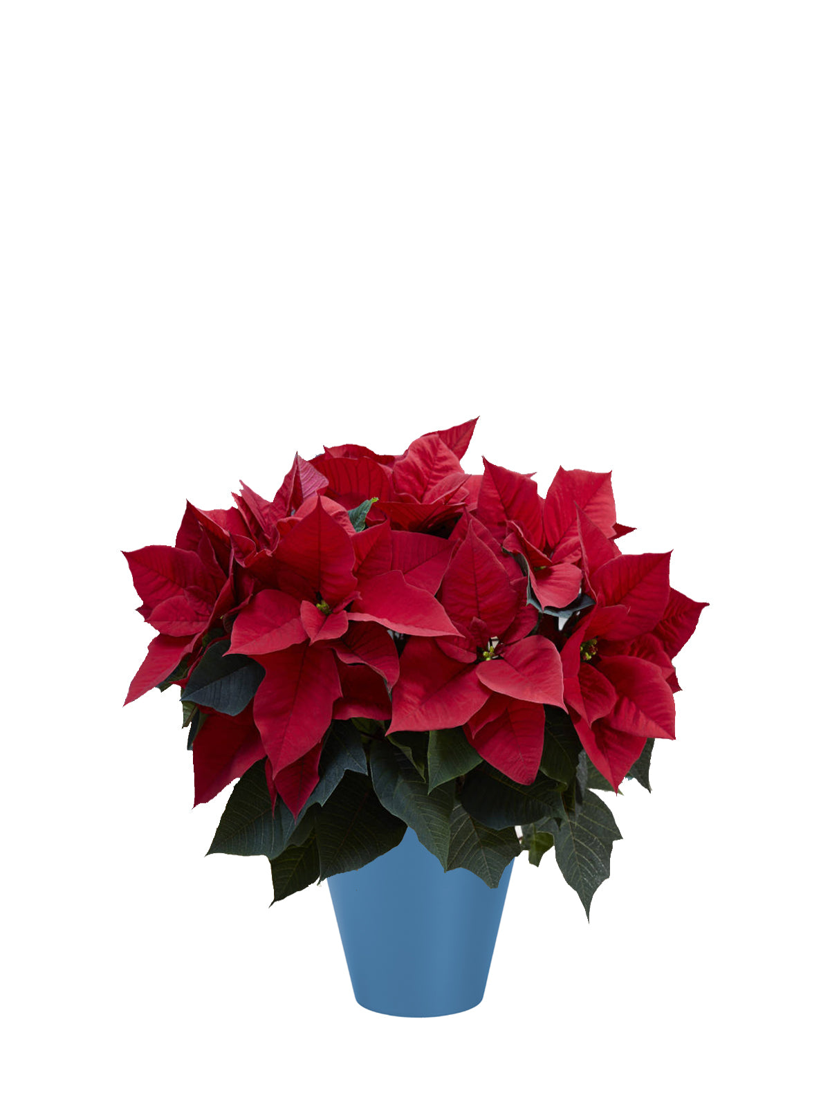 Stella di Natale grande