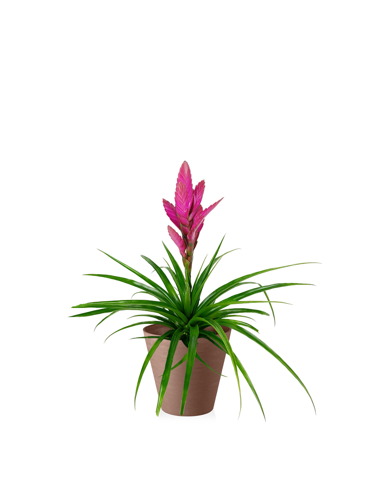 Tillanzia