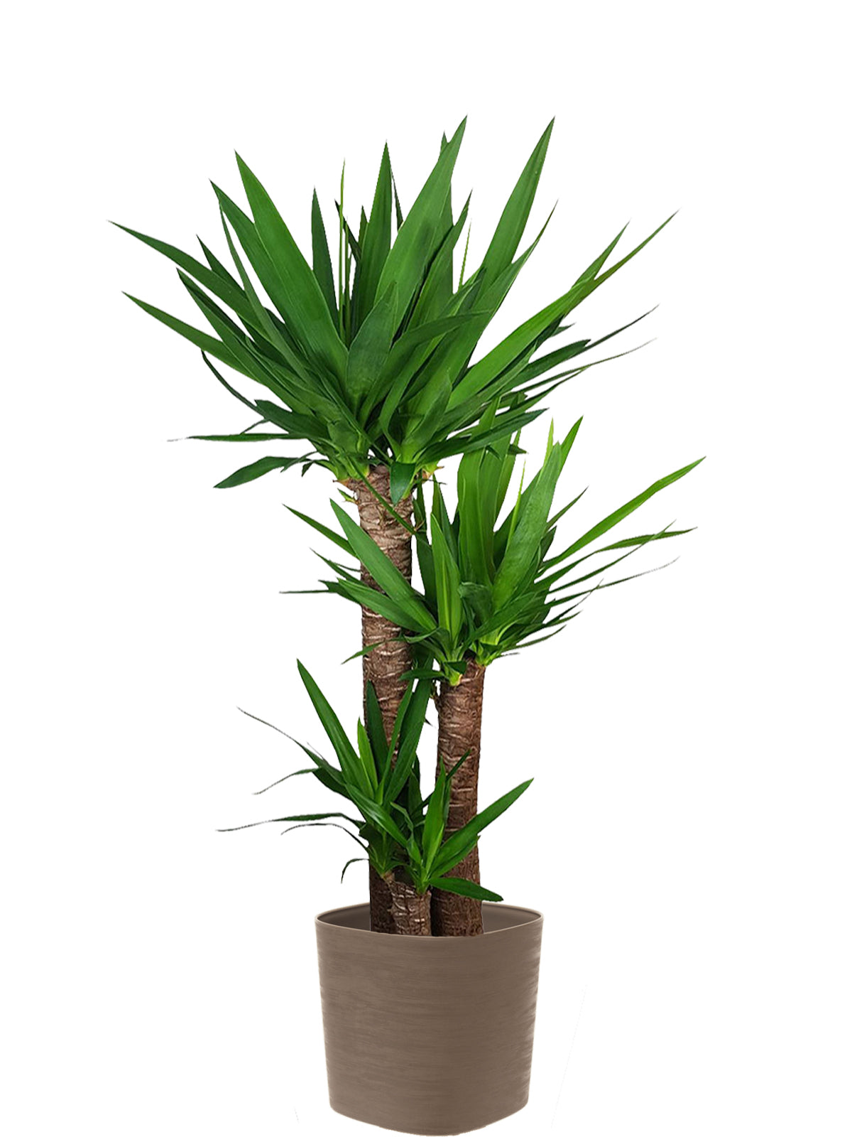 Yucca extra