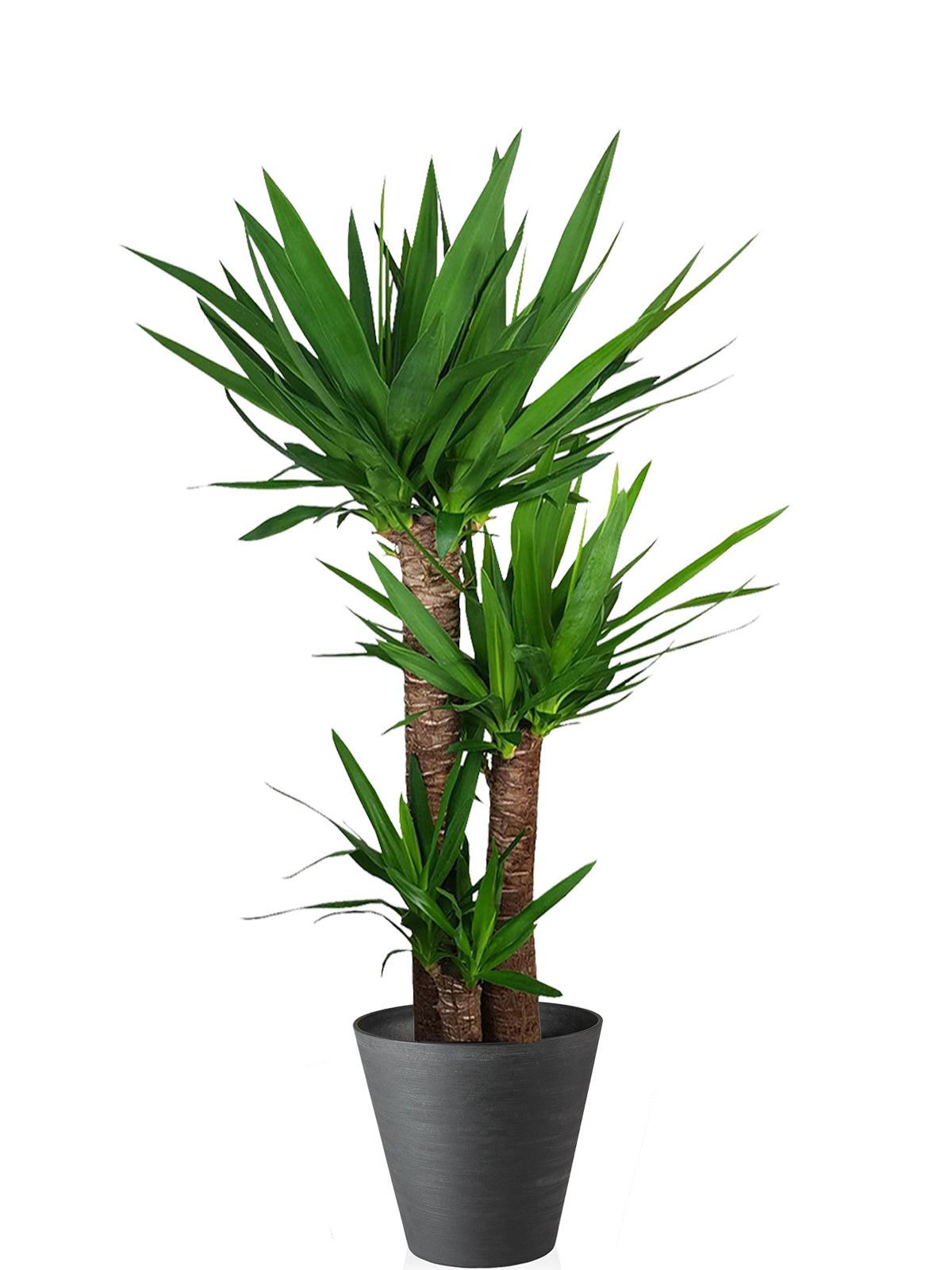 Yucca extra