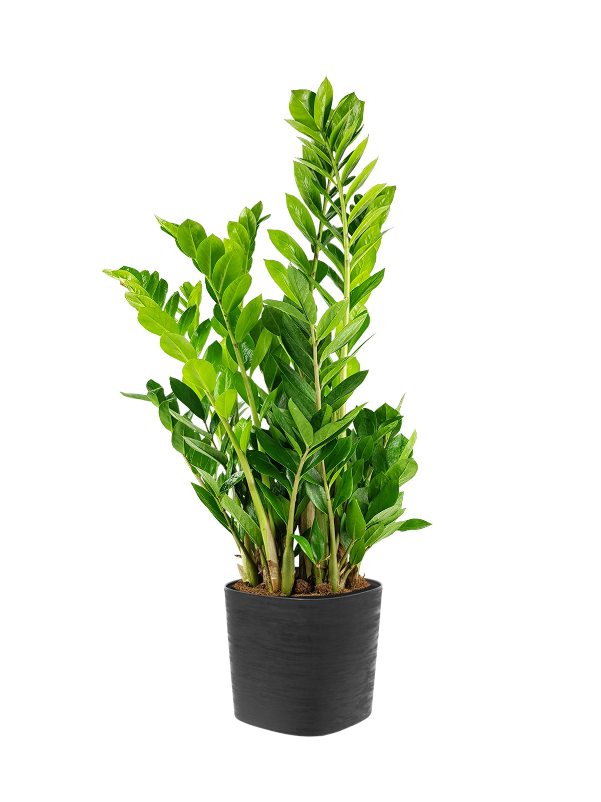 Zamia grande