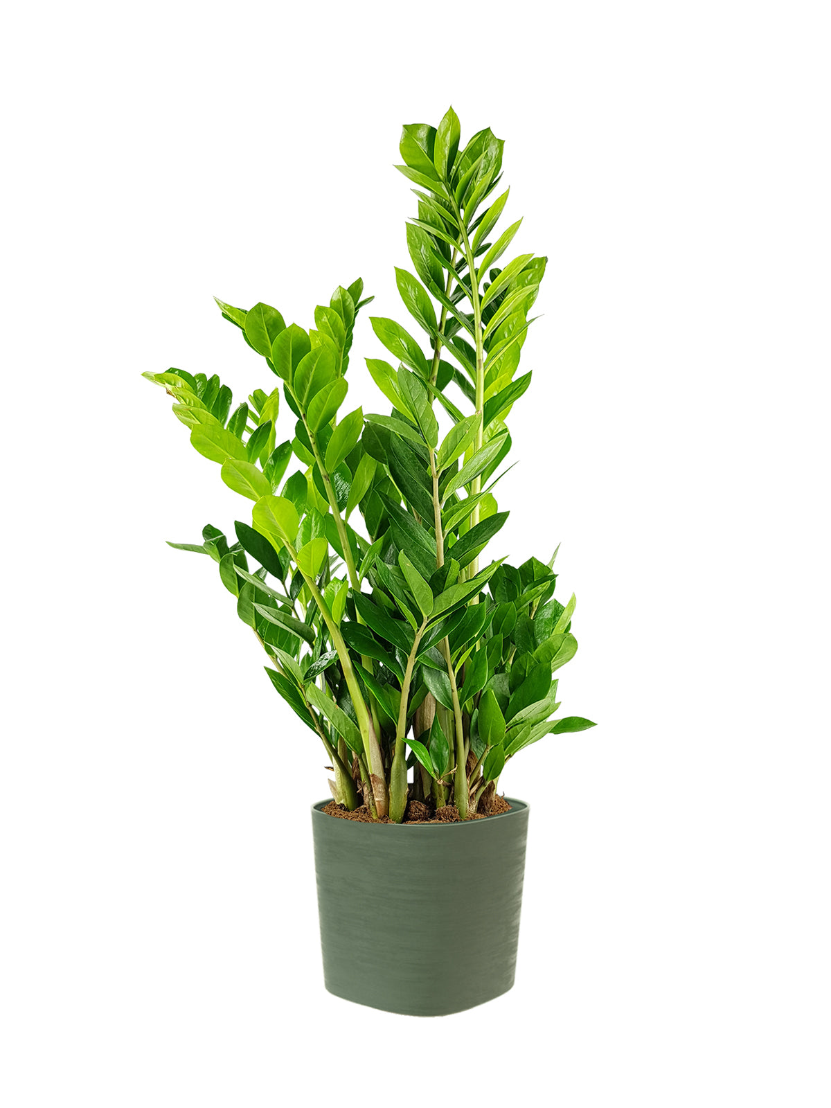 Zamia grande