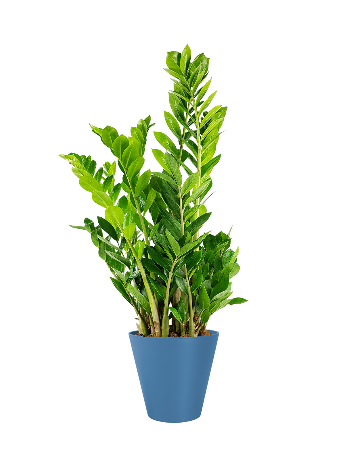 Zamia grande