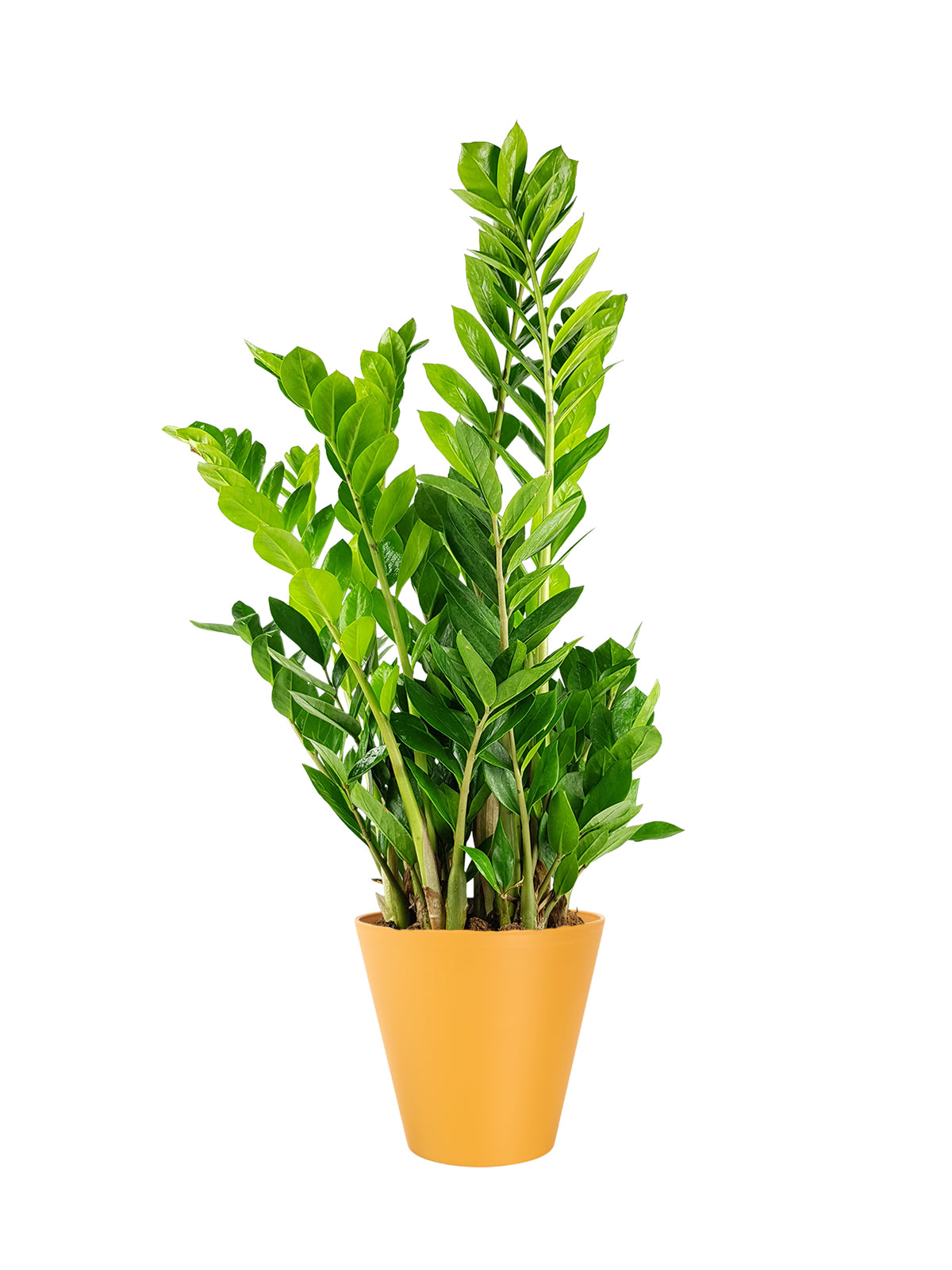 Zamia grande