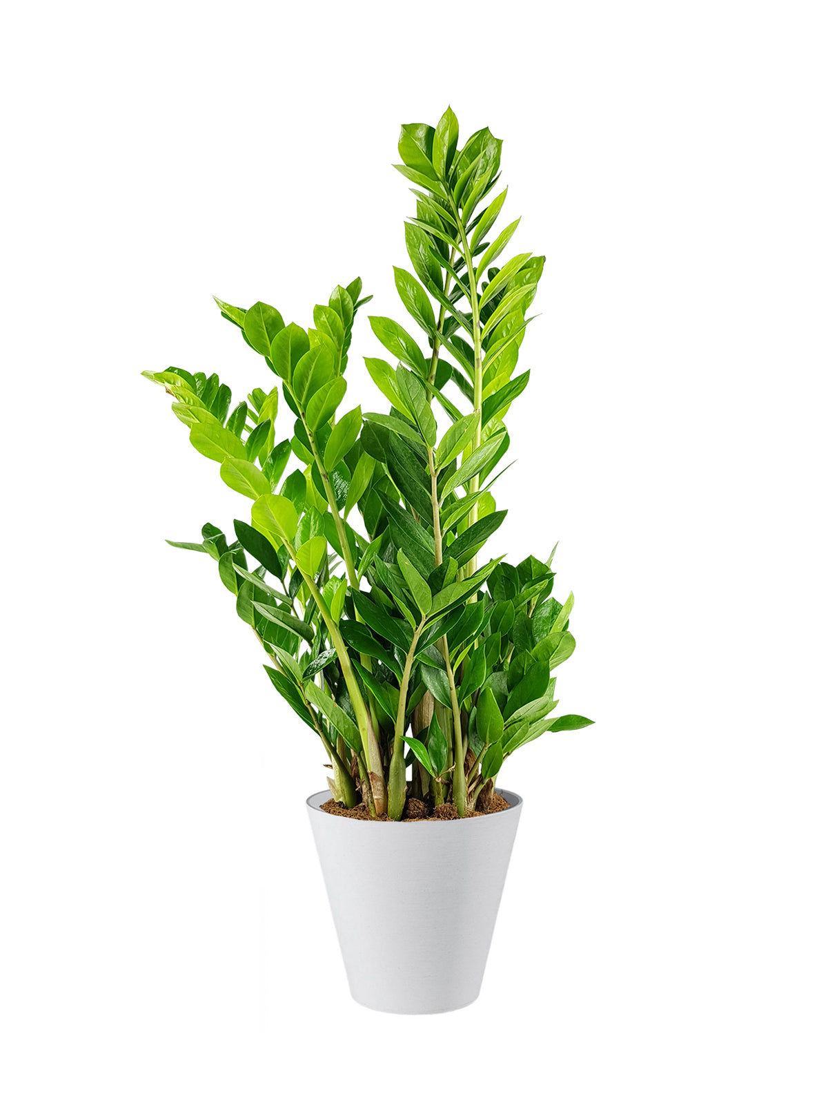 Zamia grande