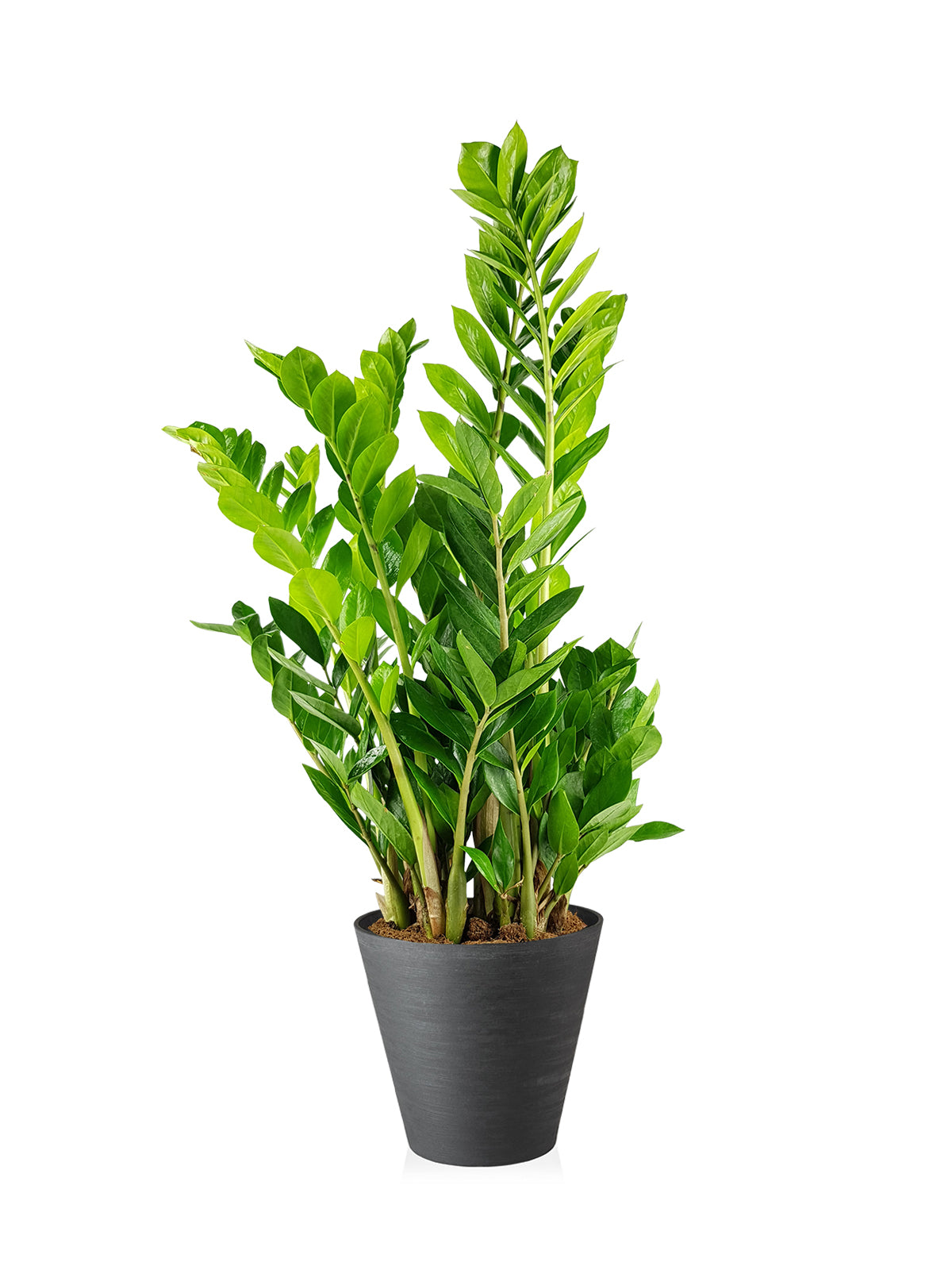 Zamia grande