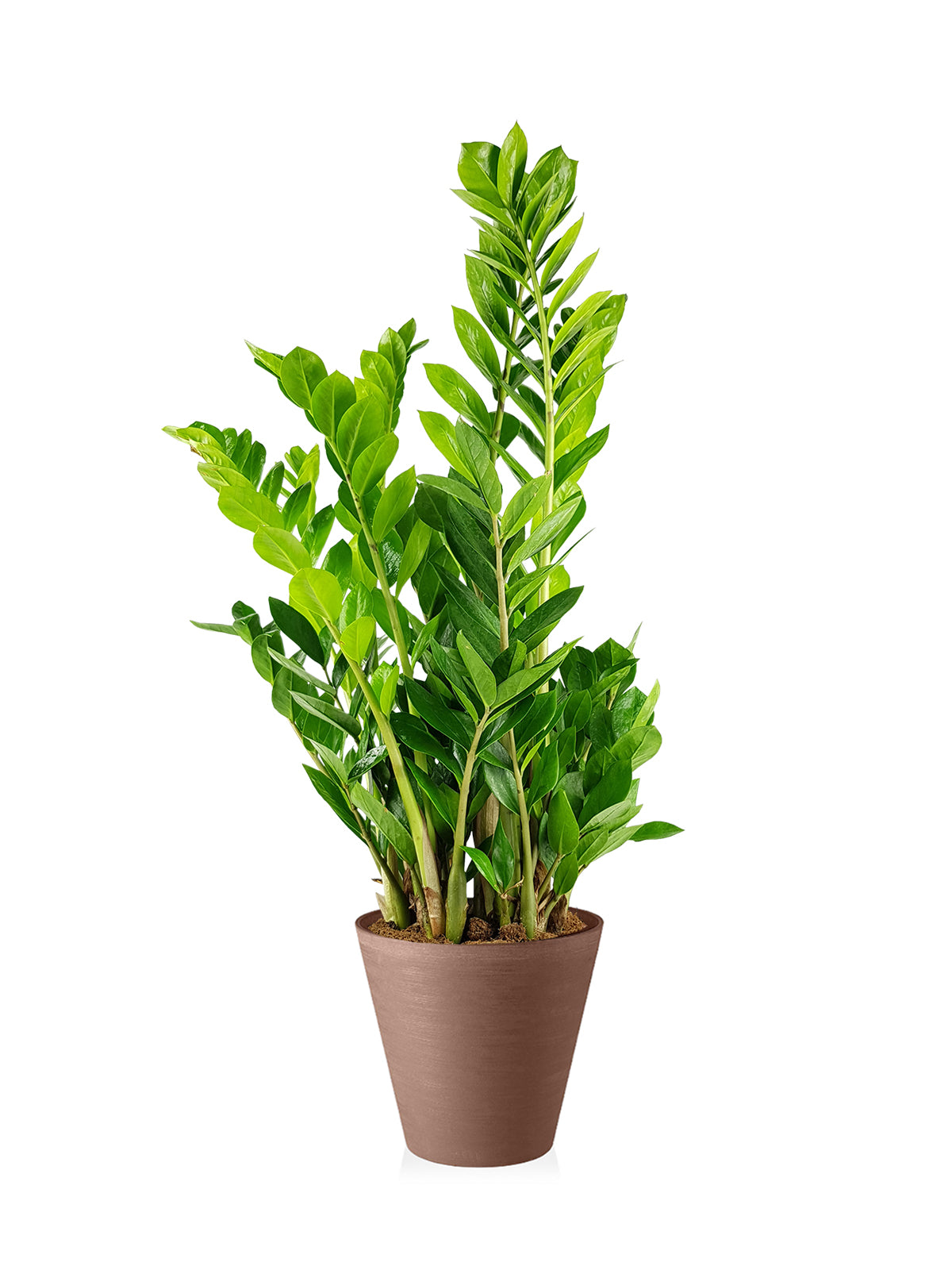 Zamia grande