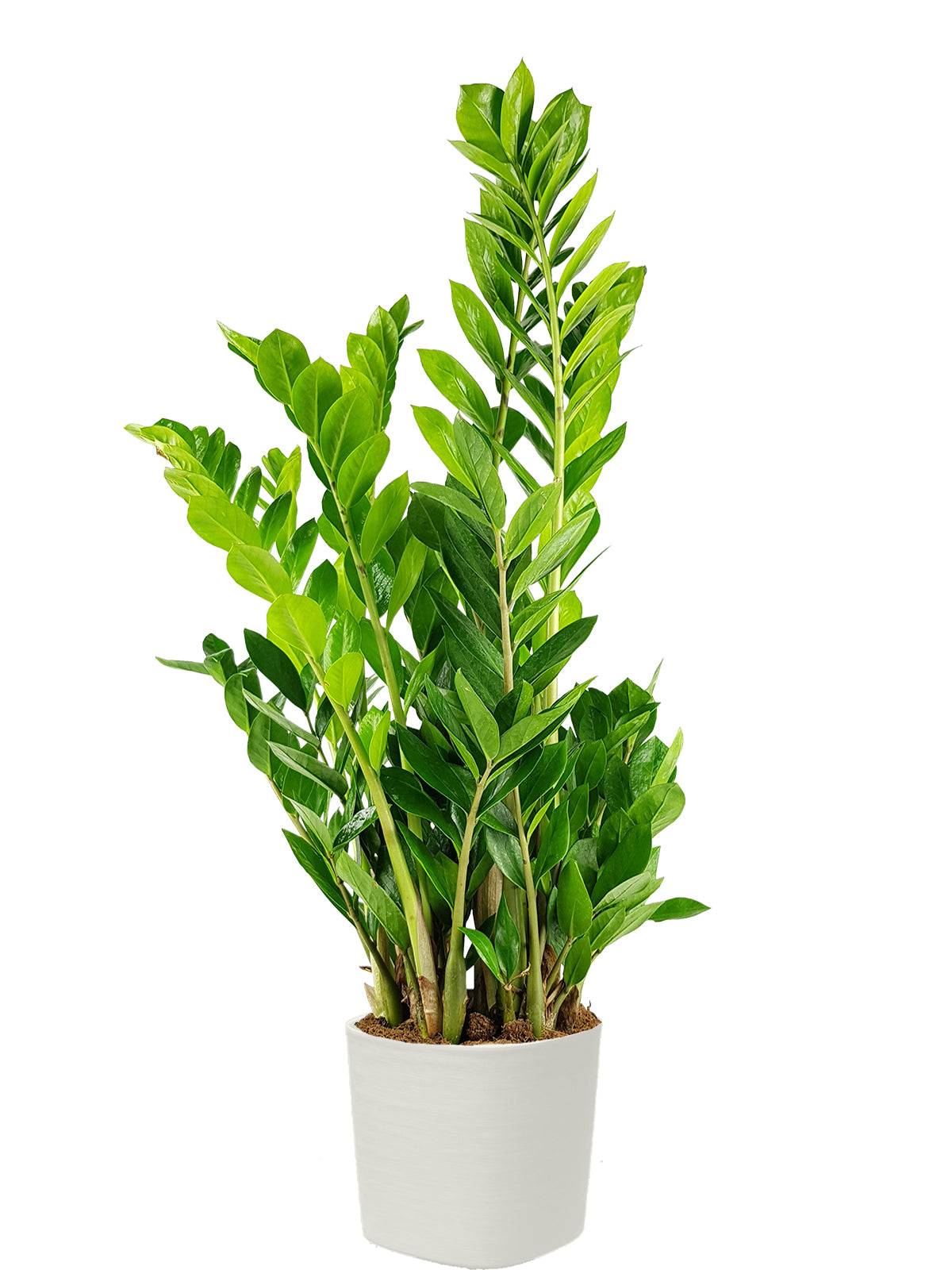 Zamia extra
