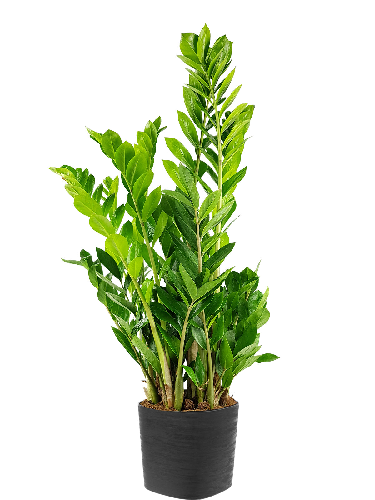 Zamia extra