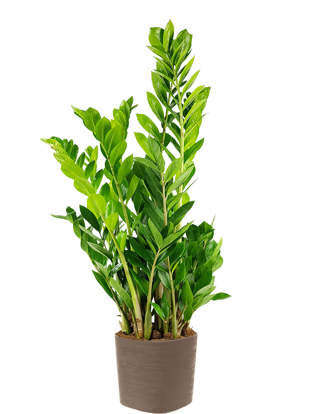 Zamia extra
