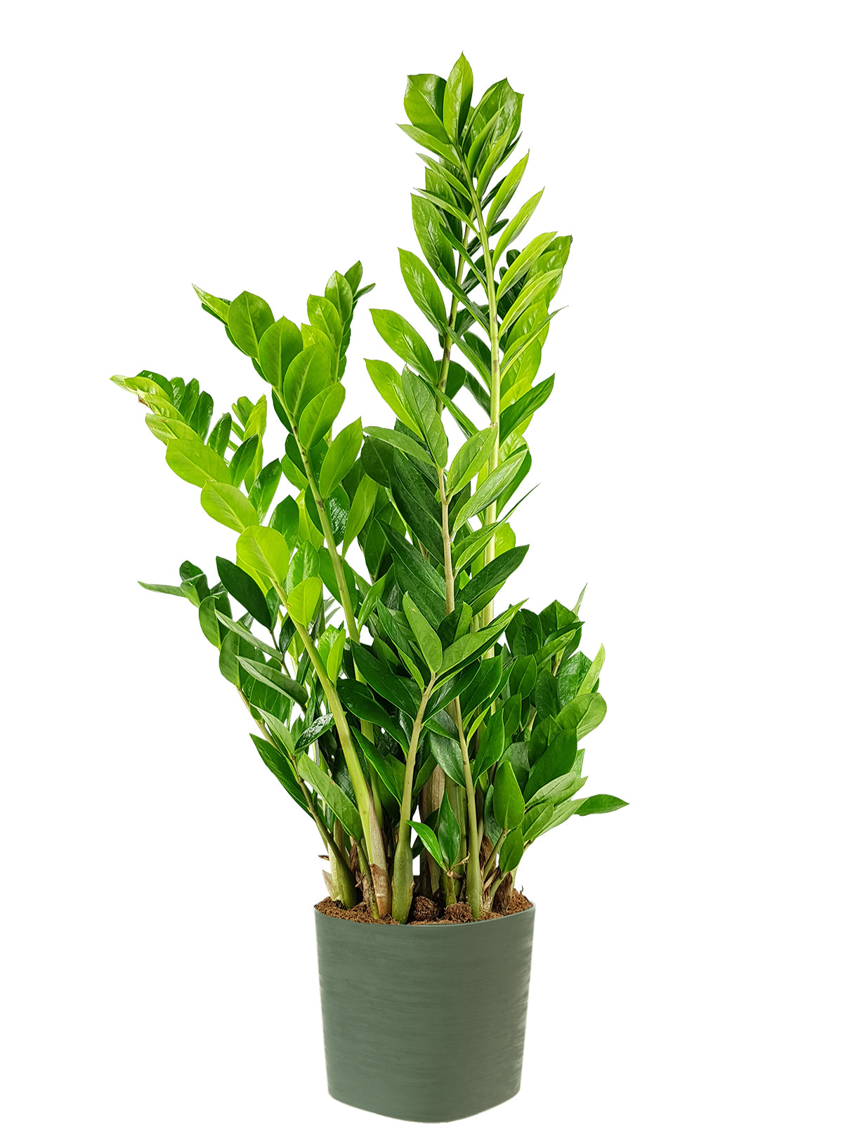 Zamia extra