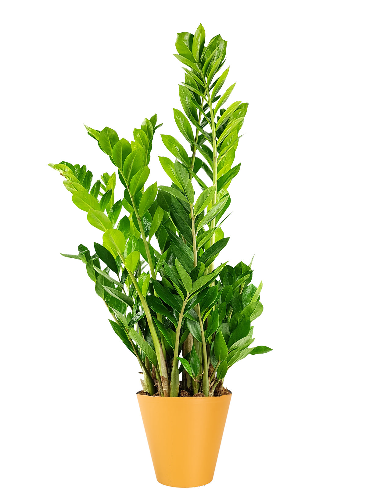 Zamia extra