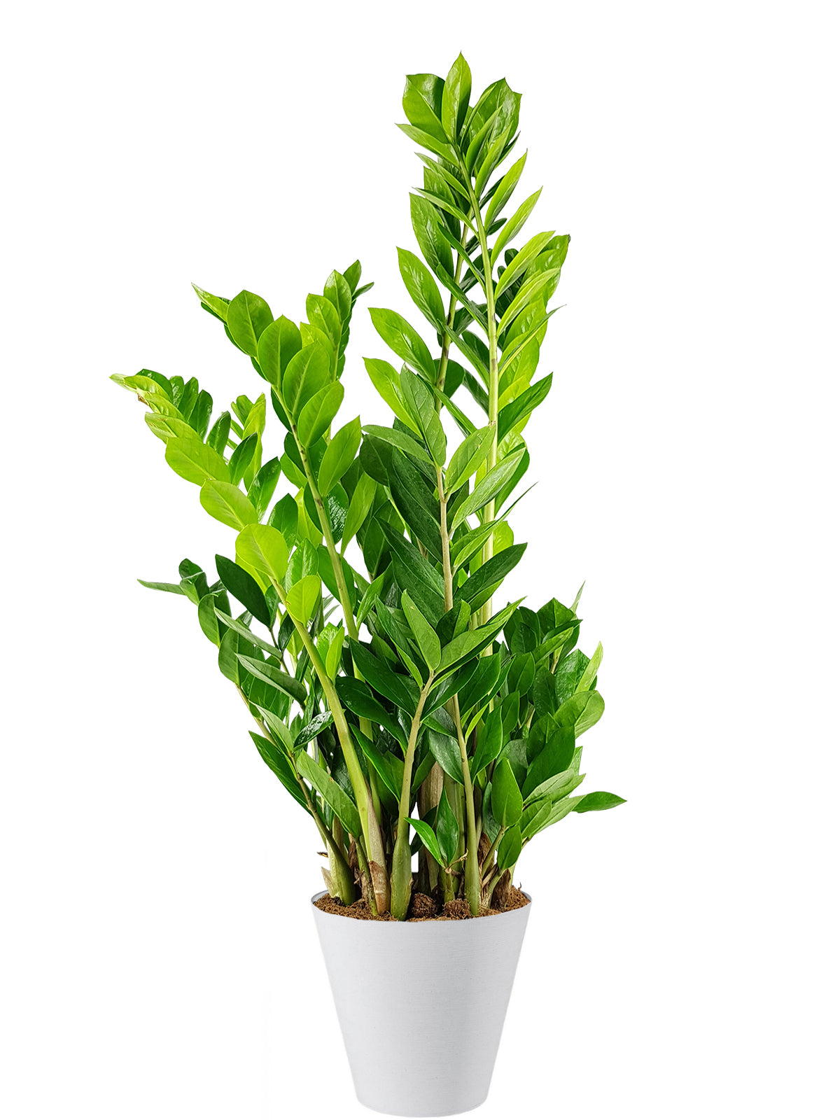 Zamia extra