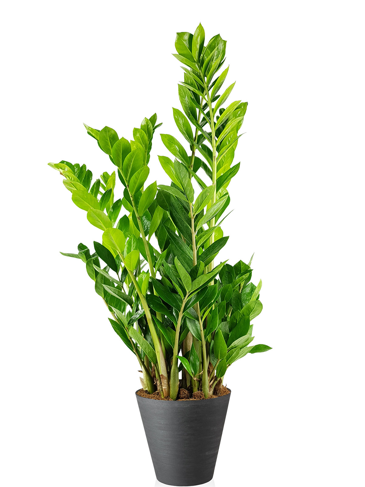 Zamia extra