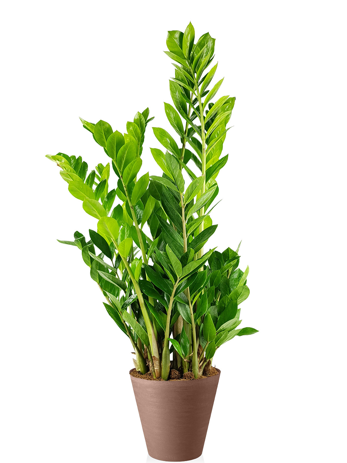 Zamia extra