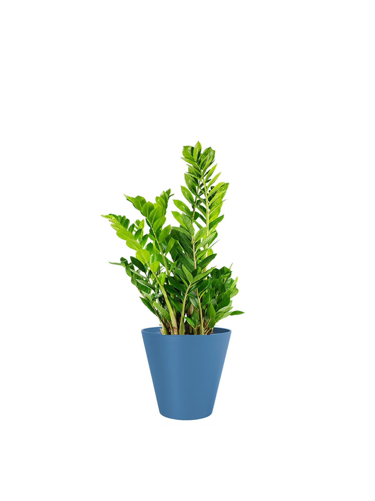 Zamia