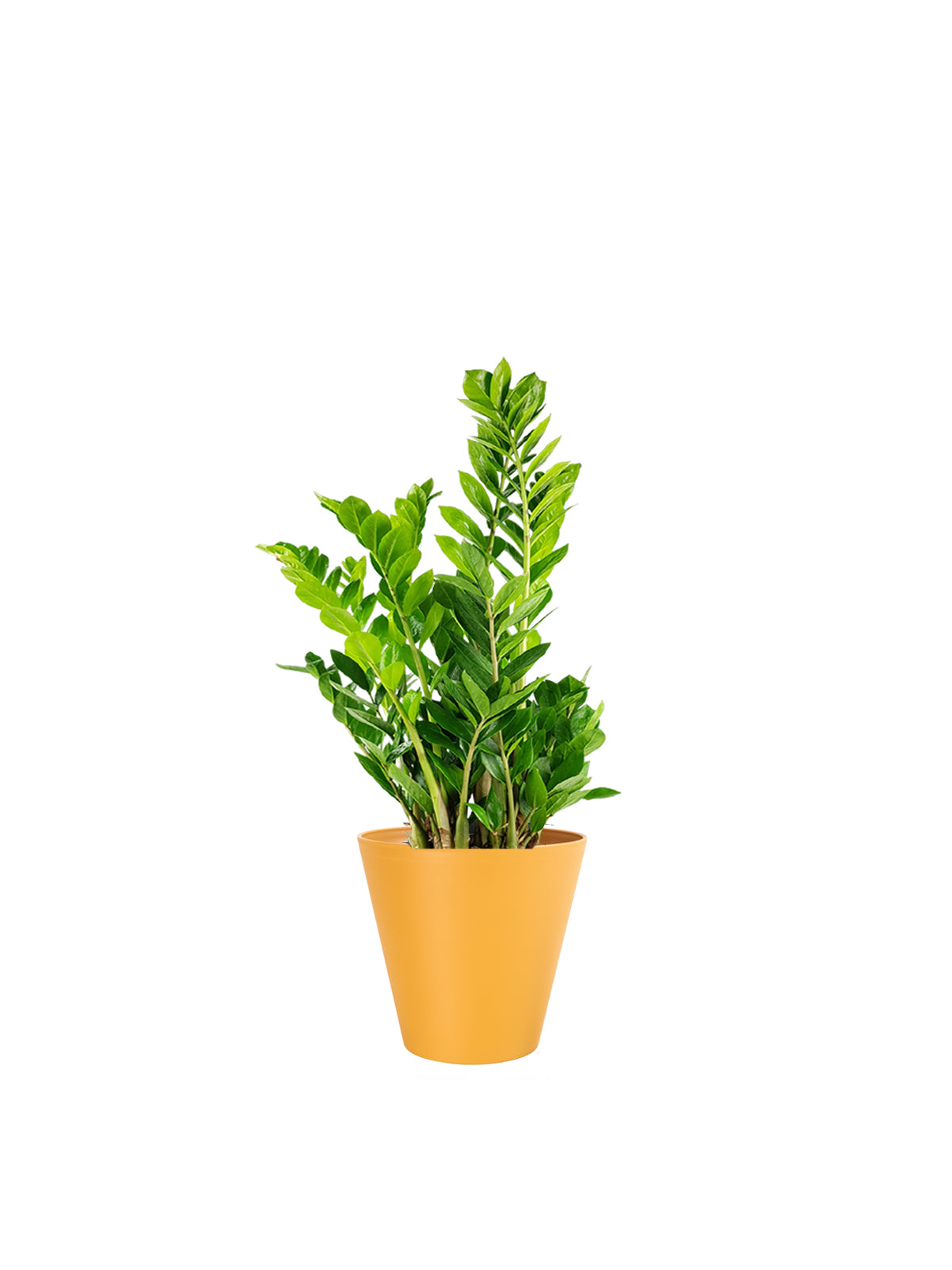 Zamia