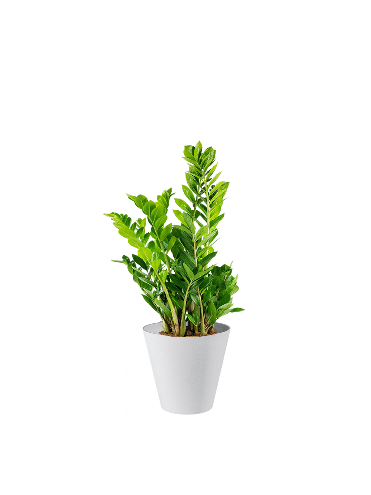 Zamia