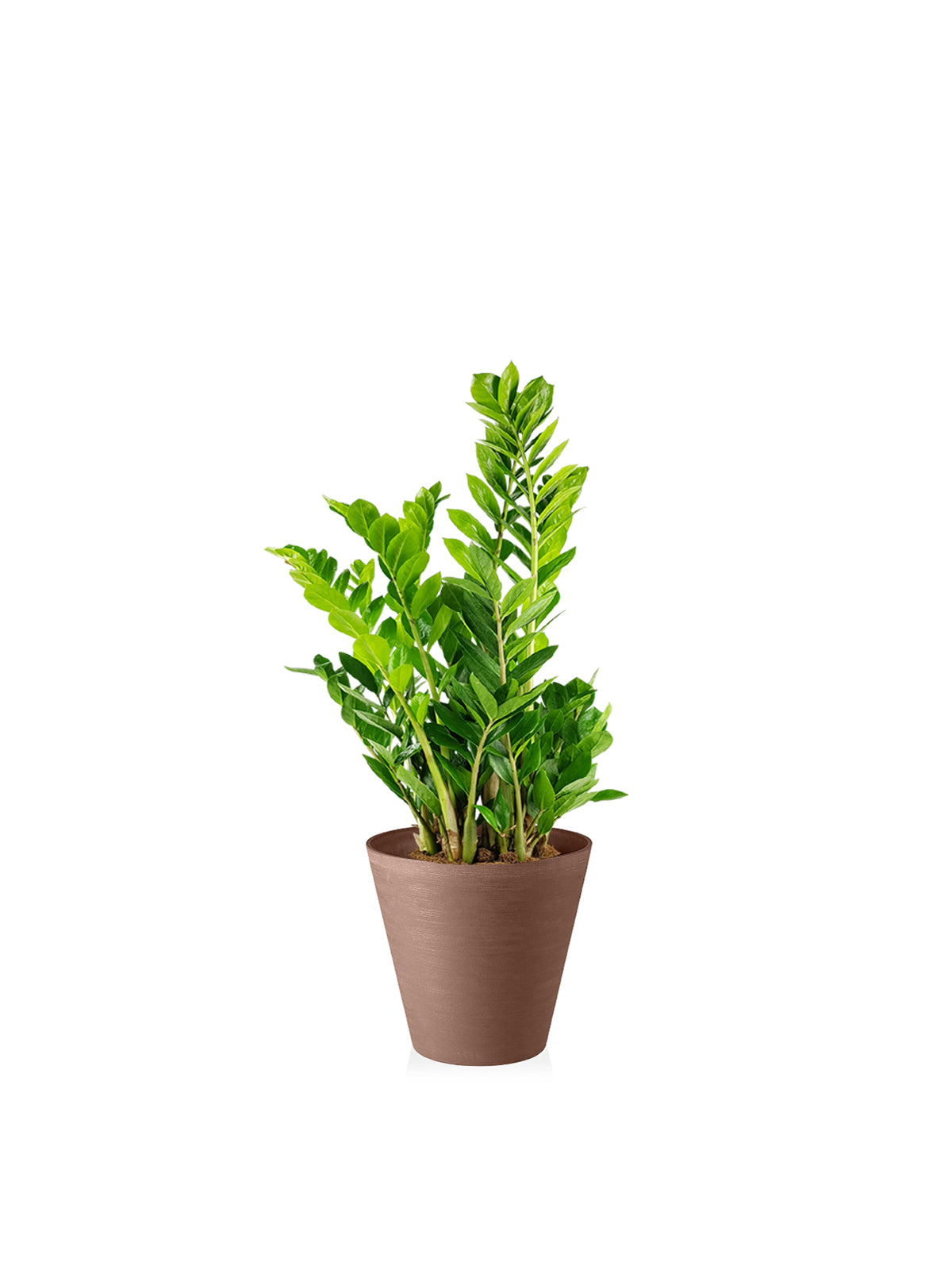 Zamia